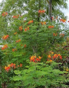 Pride of Barbados